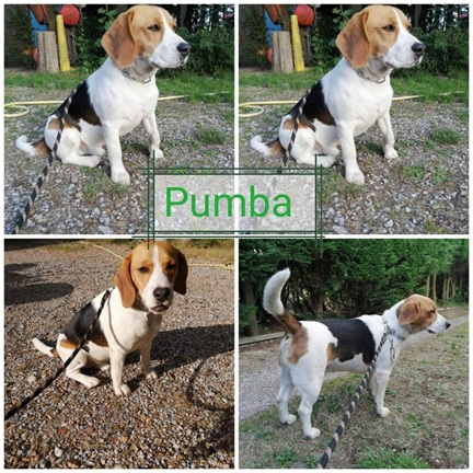 beagles